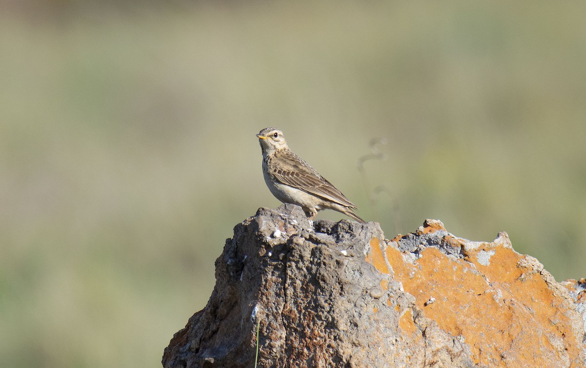 African Pipit (African) - ML615098991
