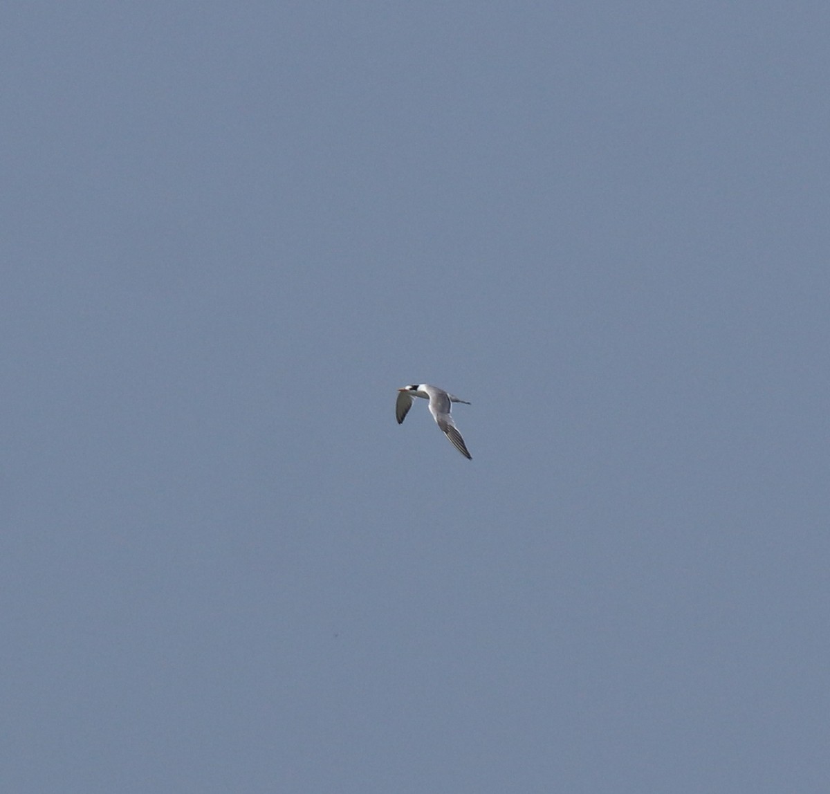 Lesser Crested Tern - ML615099014