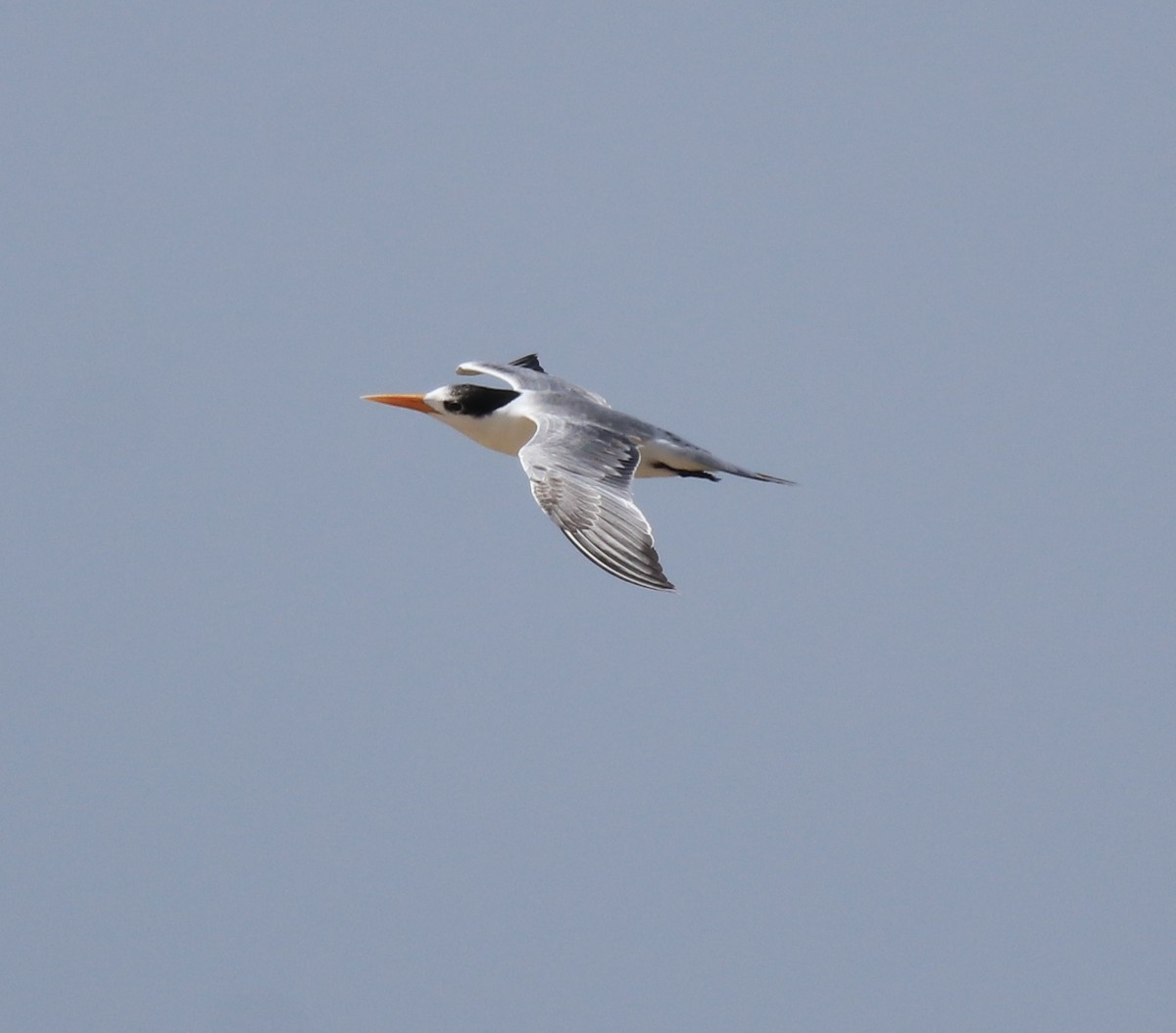 Lesser Crested Tern - ML615099017