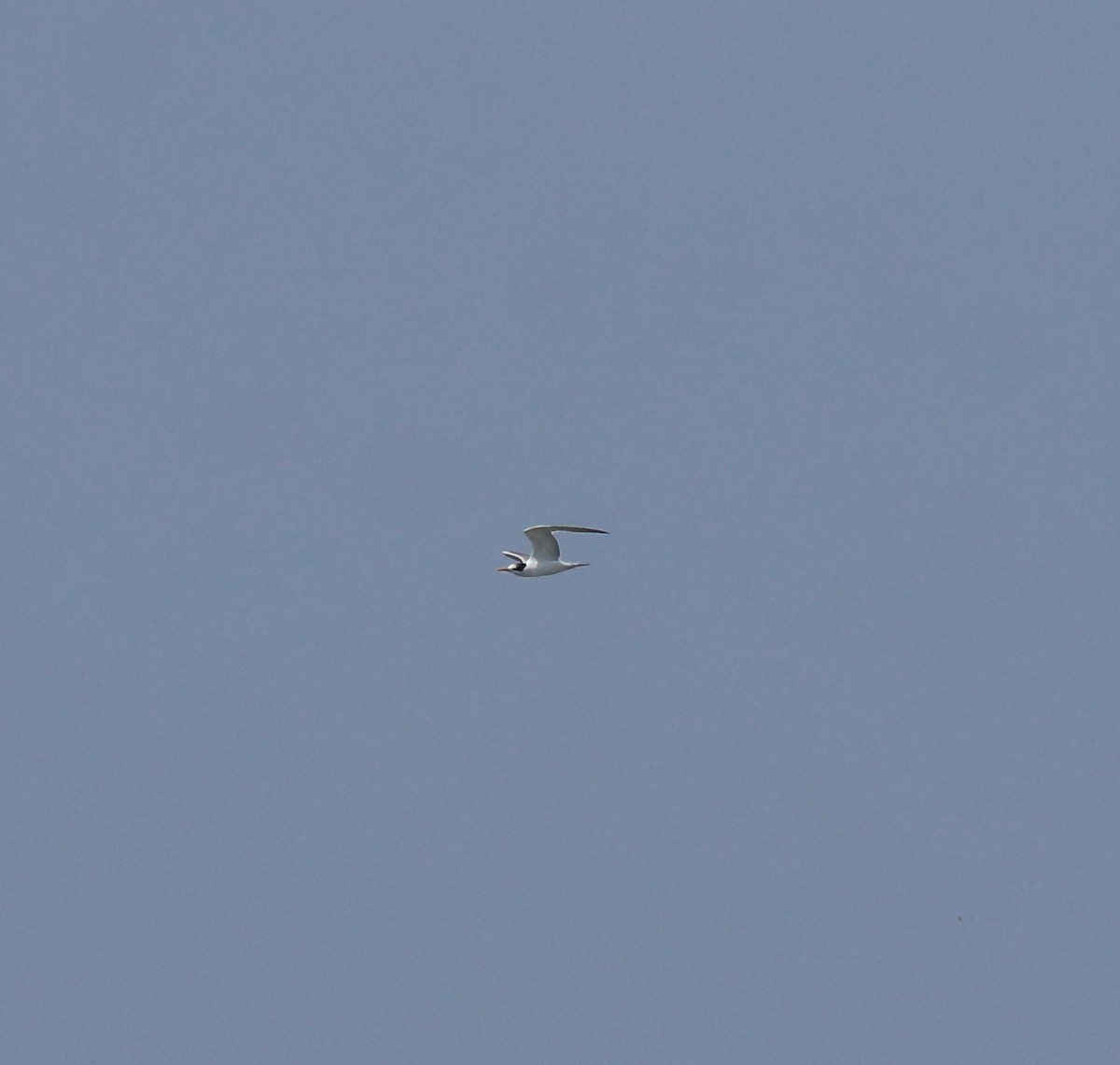 Lesser Crested Tern - ML615099018