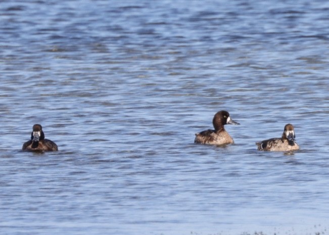 Greater Scaup - ML615099099