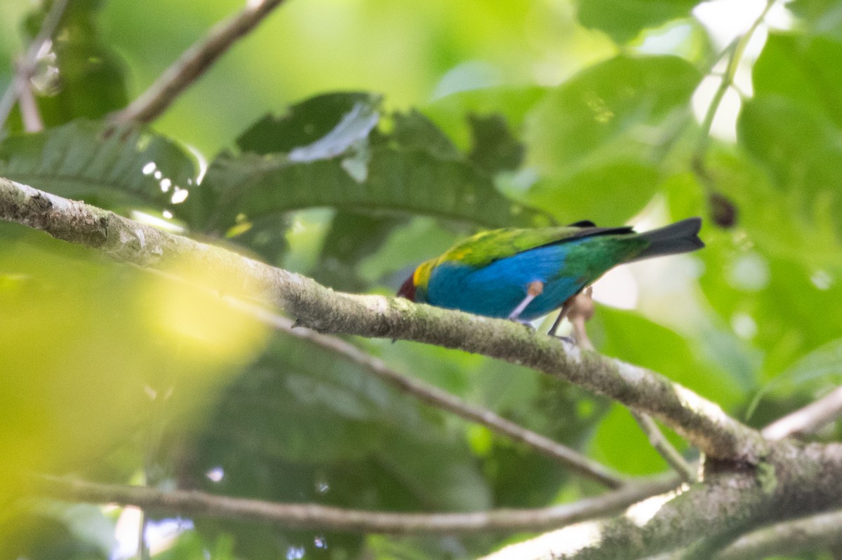 Bay-headed Tanager (Bay-and-blue) - ML615099333