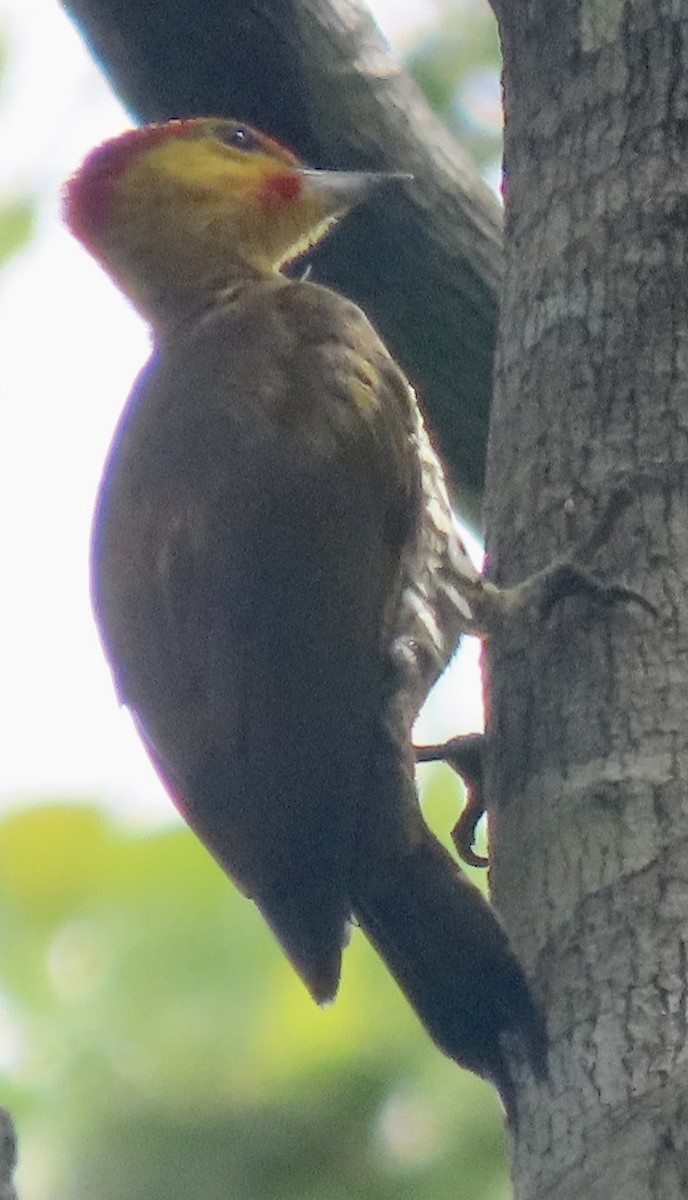 Yellow-throated Woodpecker - ML615099368