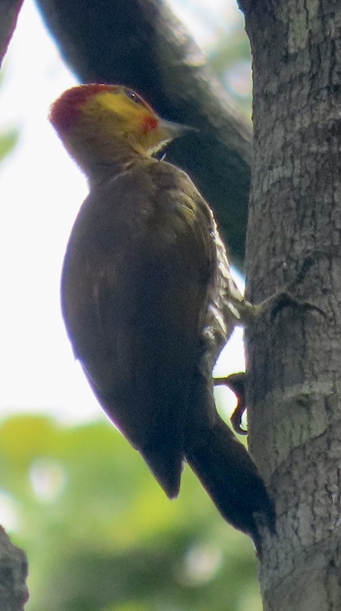 Yellow-throated Woodpecker - ML615099369
