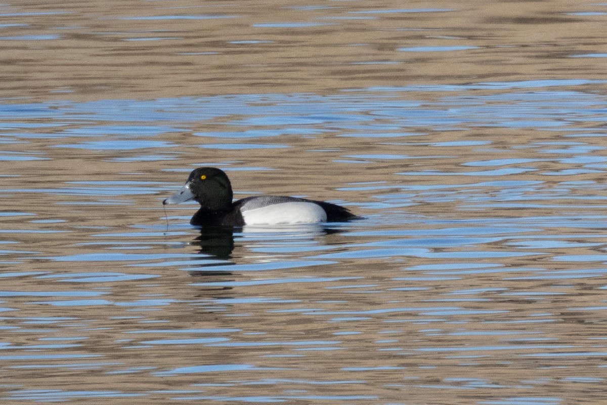 Greater/Lesser Scaup - ML615099391
