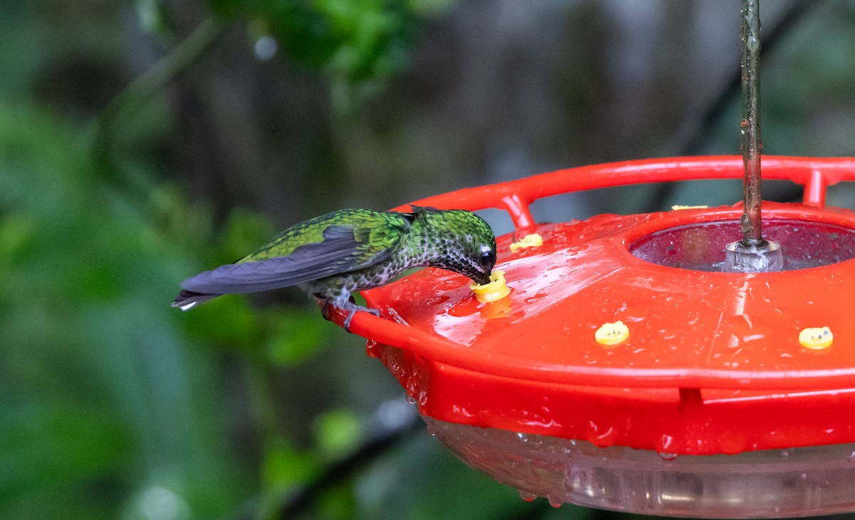 kolibřík rezavořitý - ML615099418