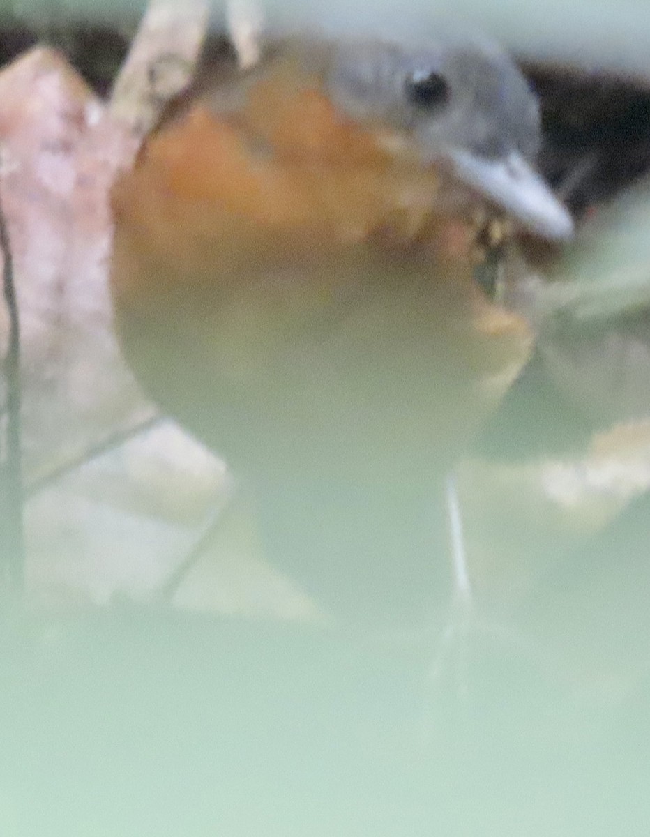 Spot-winged Antbird - ML615099454