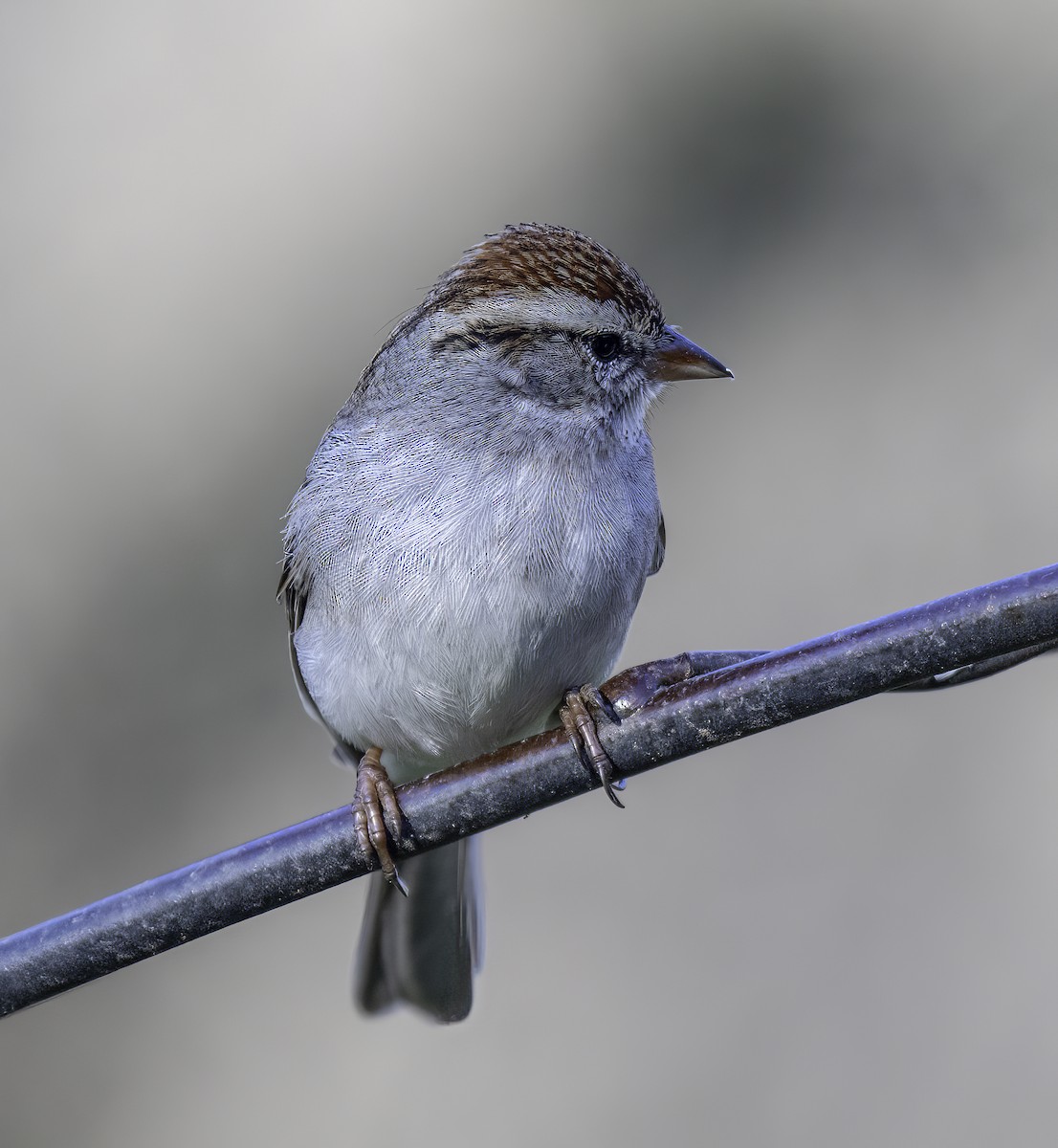 Chipping Sparrow - ML615099597