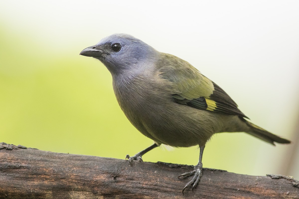 Yellow-winged Tanager - ML615099883