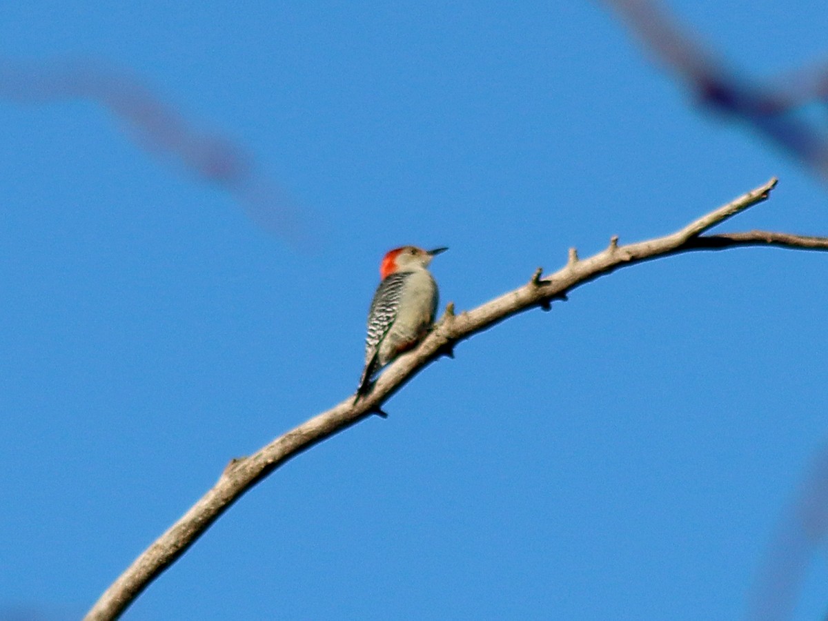 Red-bellied Woodpecker - ML615099896