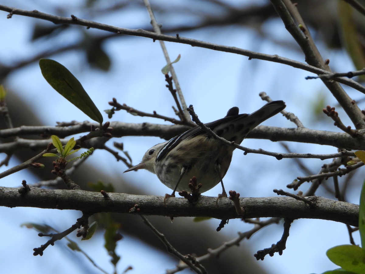 Black-and-white Warbler - ML615099932