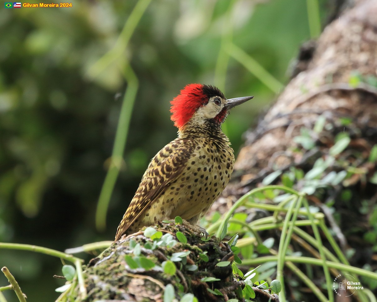 Green-barred Woodpecker - ML615100040