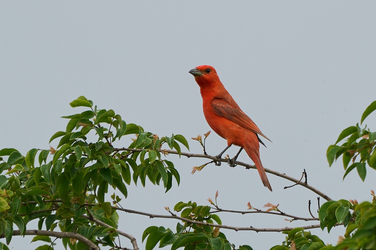 Hepatic Tanager (Lowland) - ML615100068