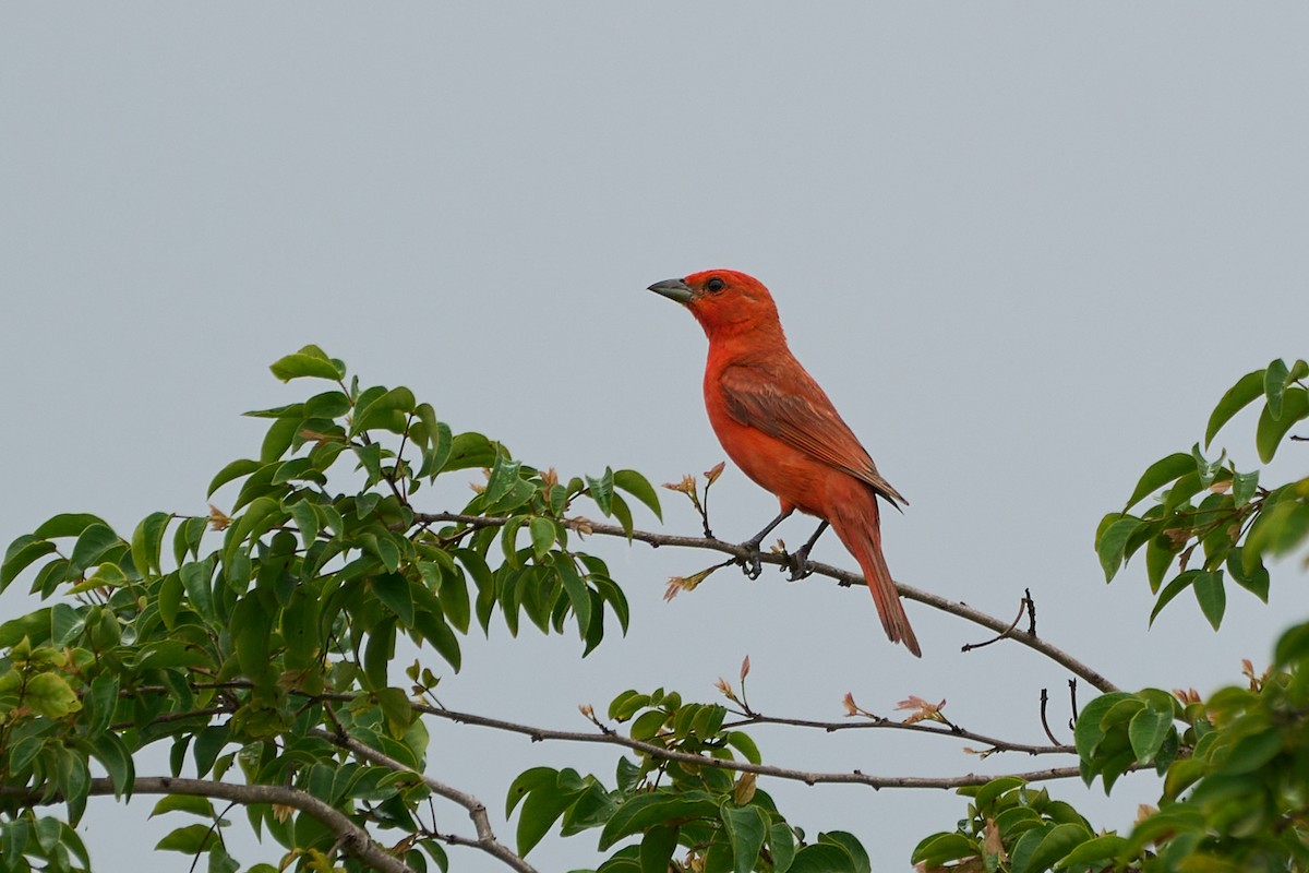 Hepatic Tanager (Lowland) - ML615100076