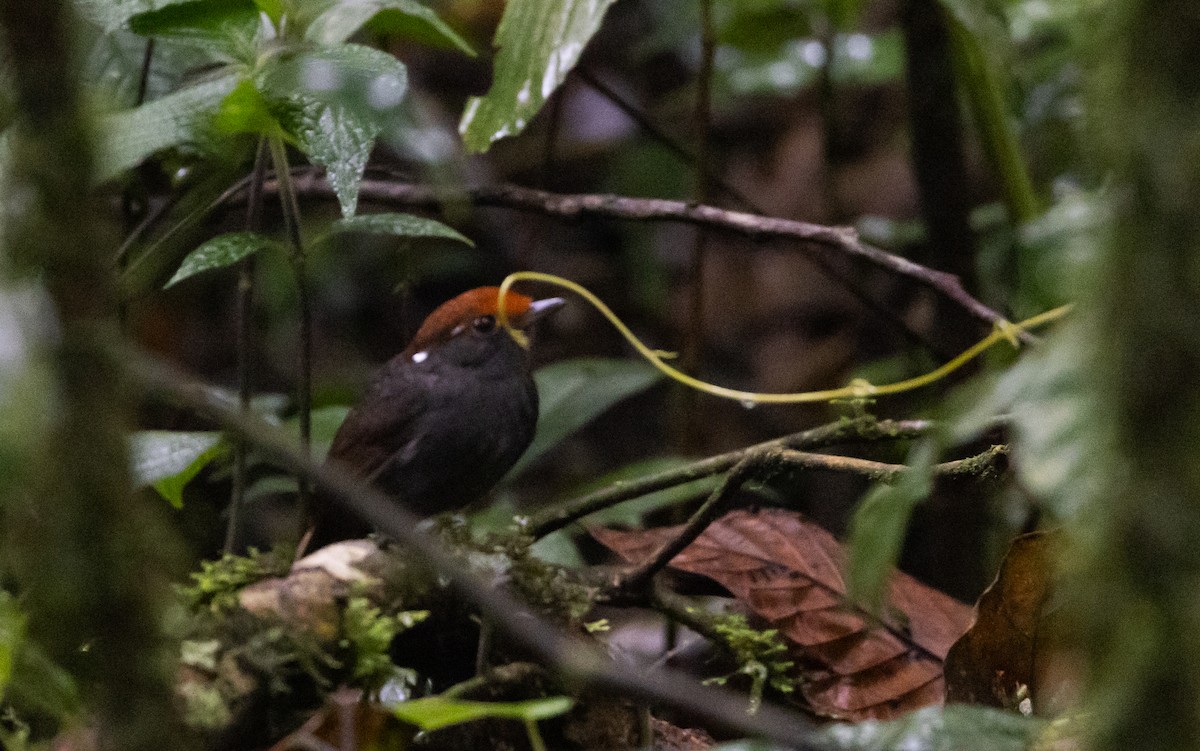 Chestnut-crowned Gnateater - ML615100391