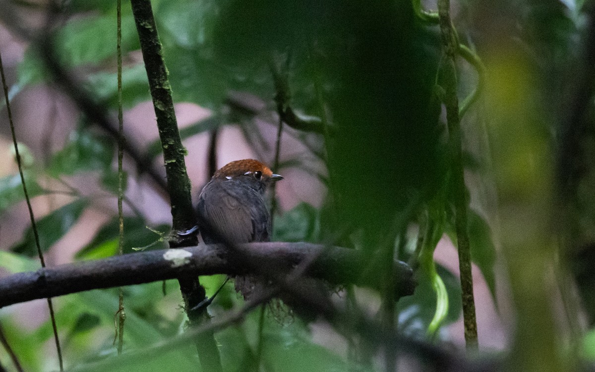 Chestnut-crowned Gnateater - ML615100395