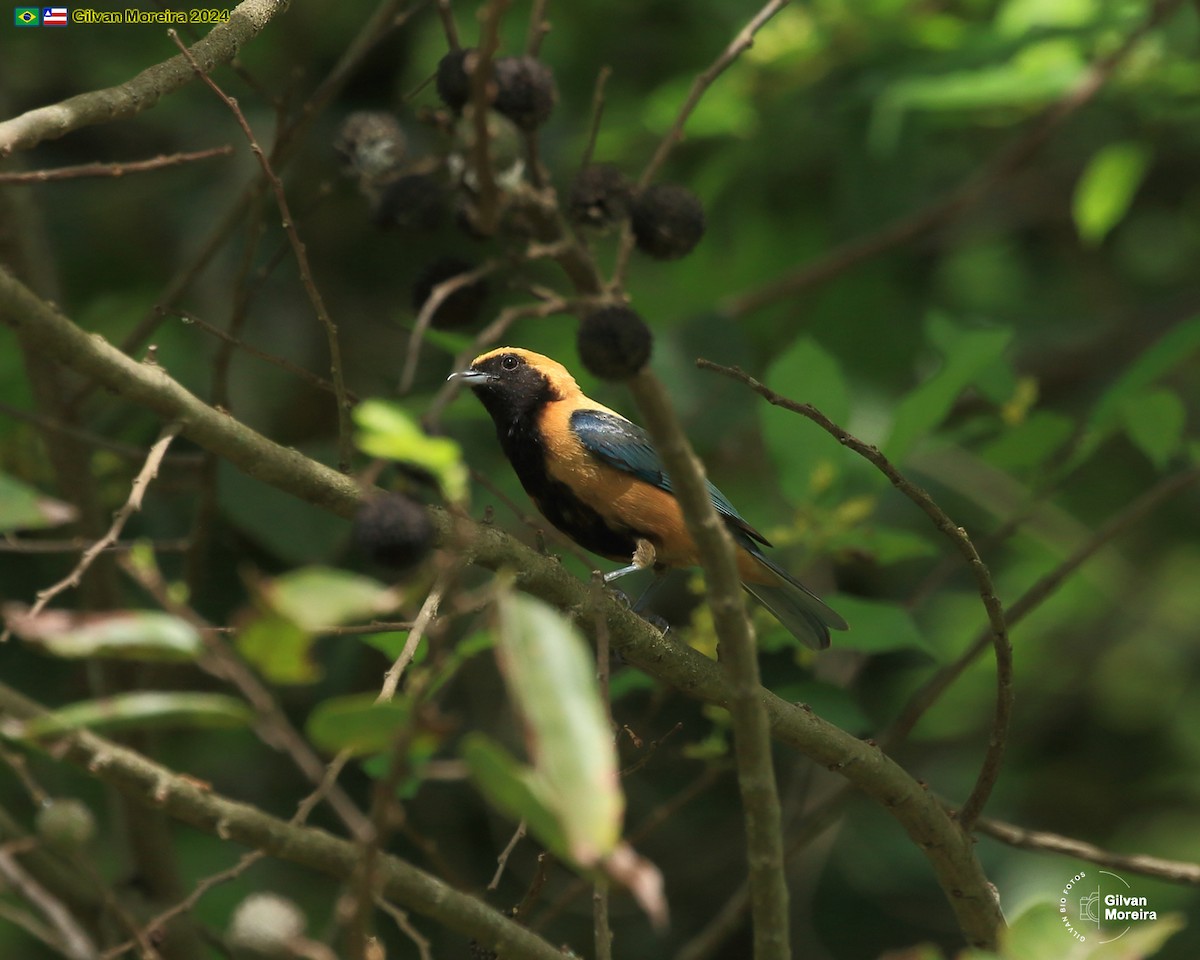 Burnished-buff Tanager - ML615100401
