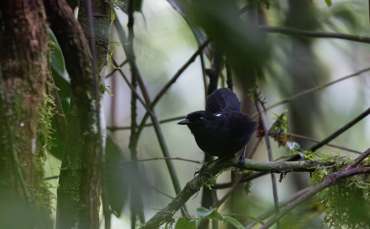 Blackish Antbird - ML615100411