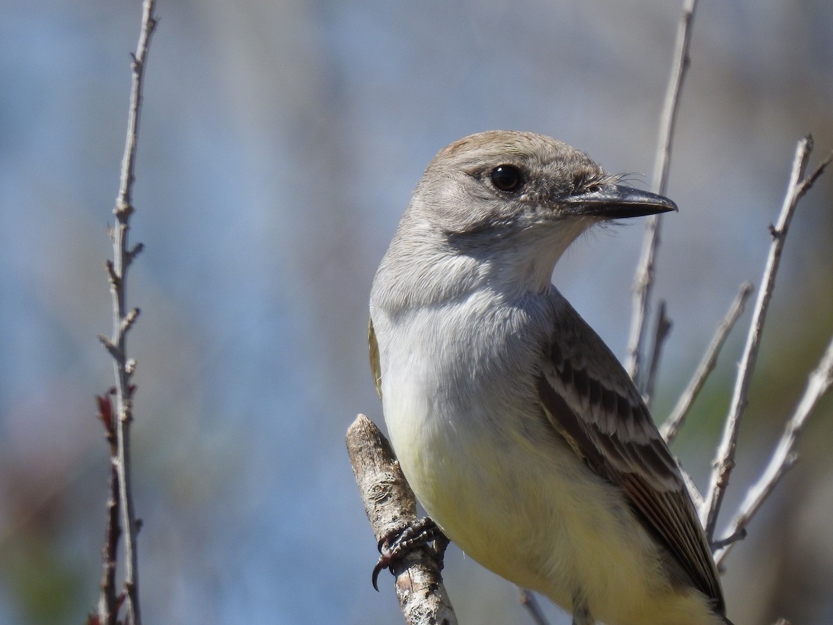 Ash-throated Flycatcher - David Booth