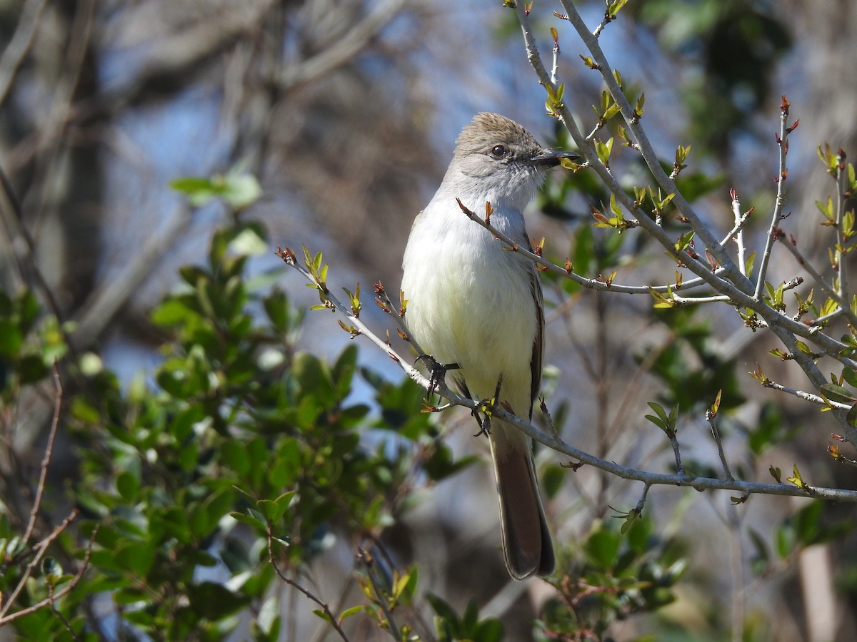 Ash-throated Flycatcher - David Booth