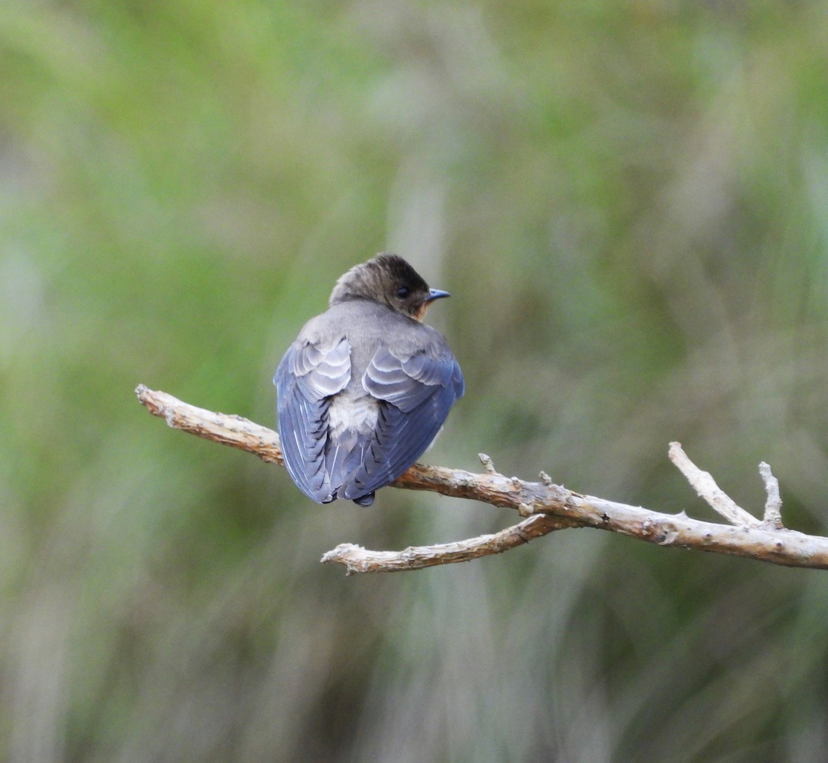 Southern Rough-winged Swallow - ML615100438