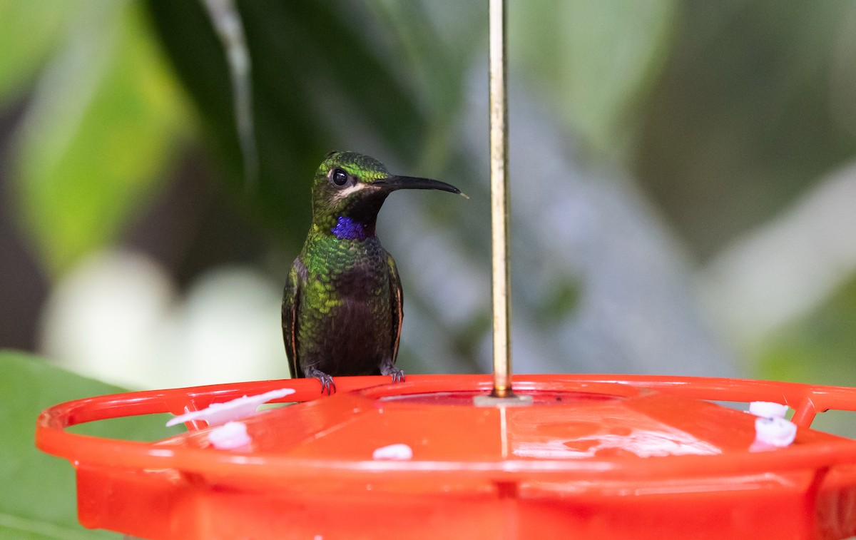 kolibřík zelenoprsý (ssp. schreibersii) - ML615100567