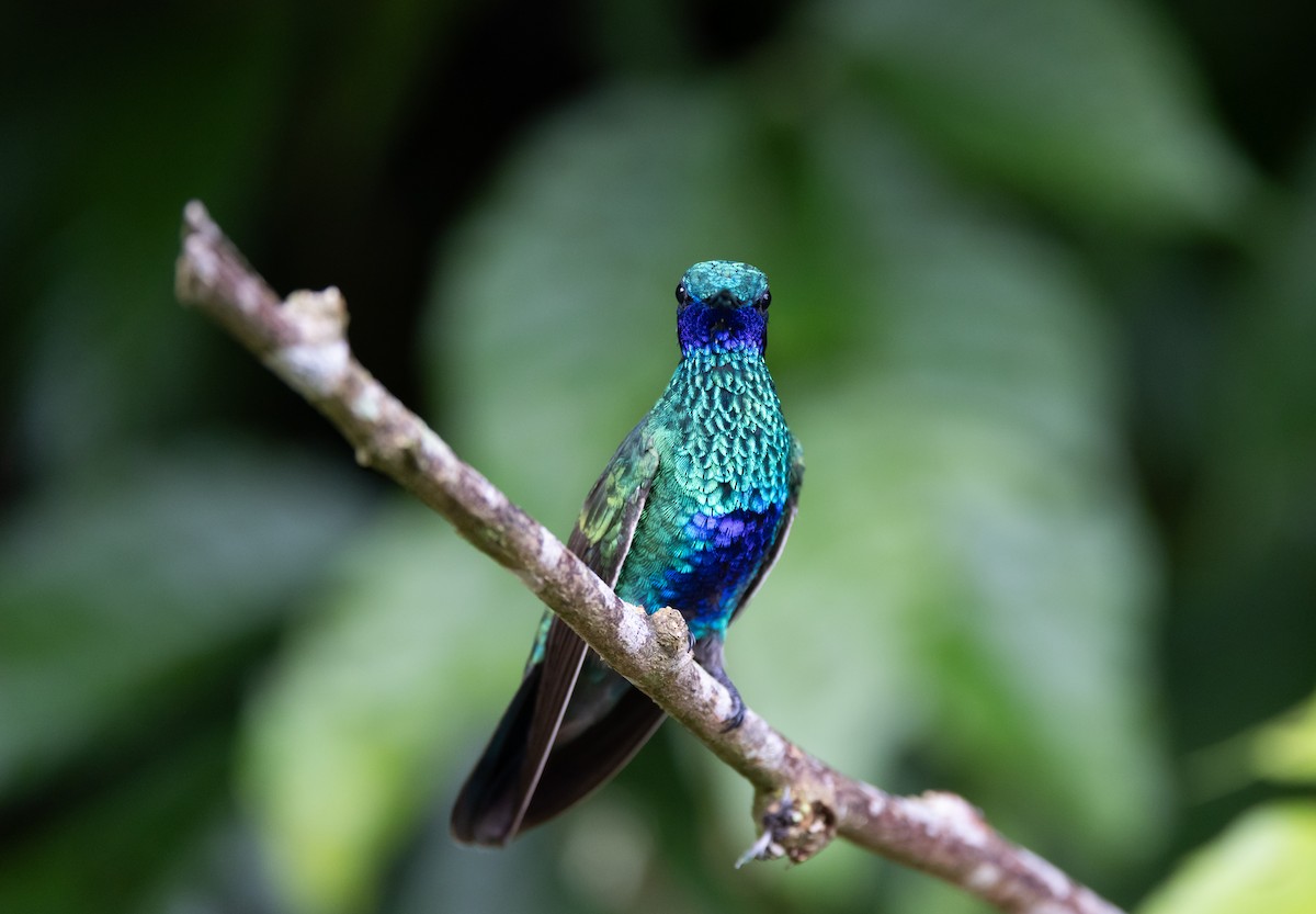 kolibřík modrolící - ML615100571