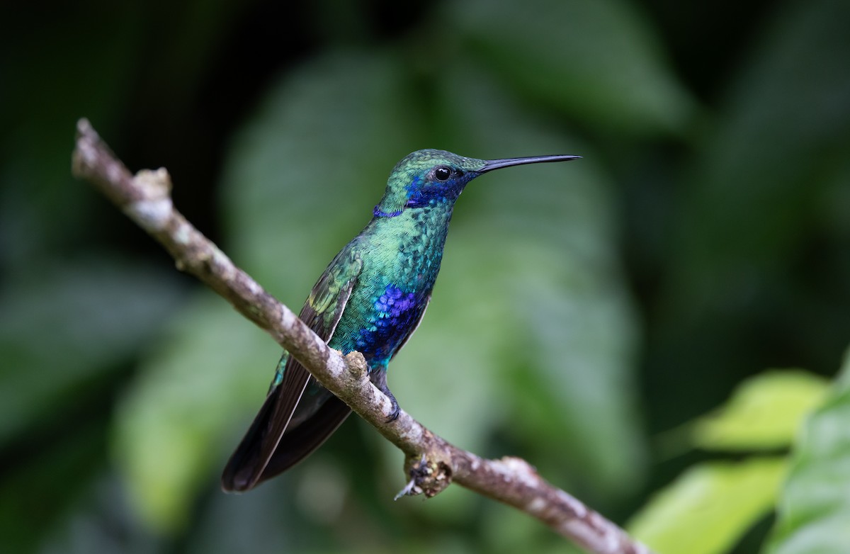 kolibřík modrolící - ML615100572