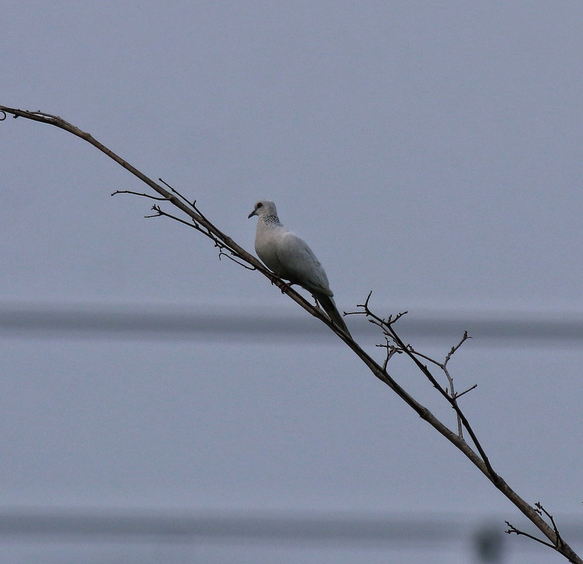 Spotted Dove - Afsar Nayakkan