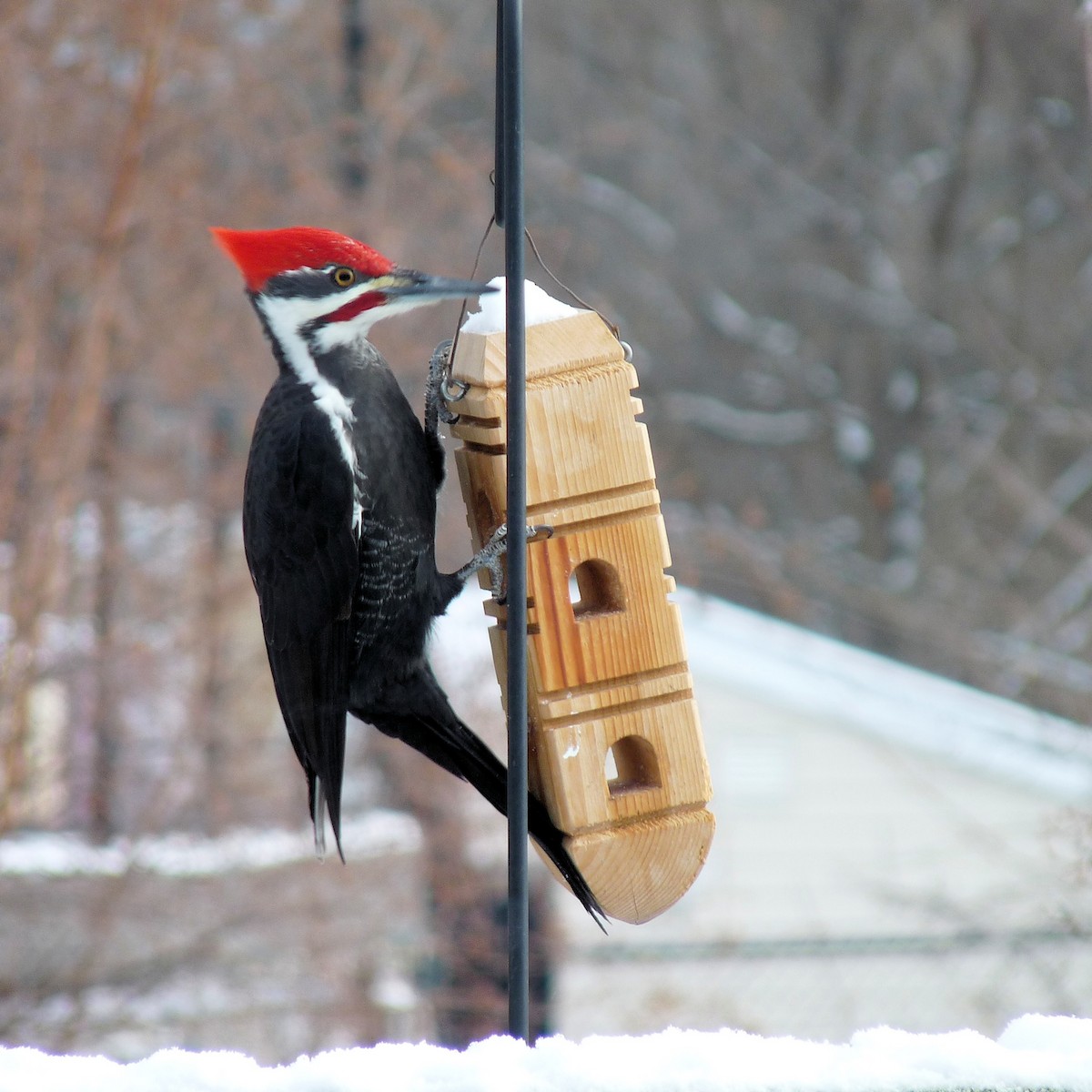 Pileated Woodpecker - ann carter