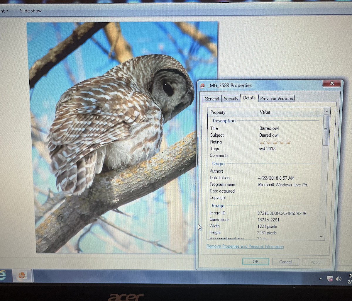Barred Owl - ML615100681