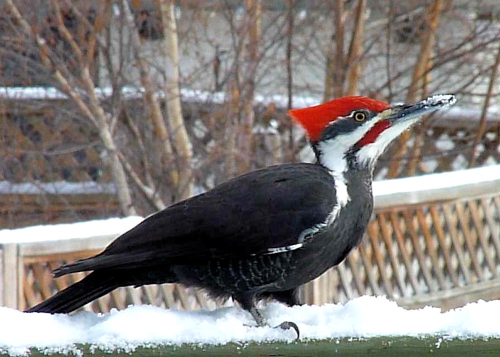 Pileated Woodpecker - ann carter