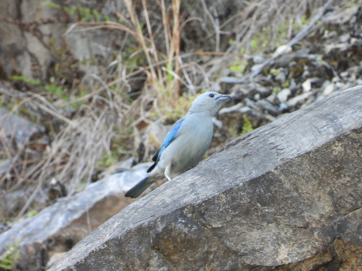 Blue-gray Tanager - ML615100766