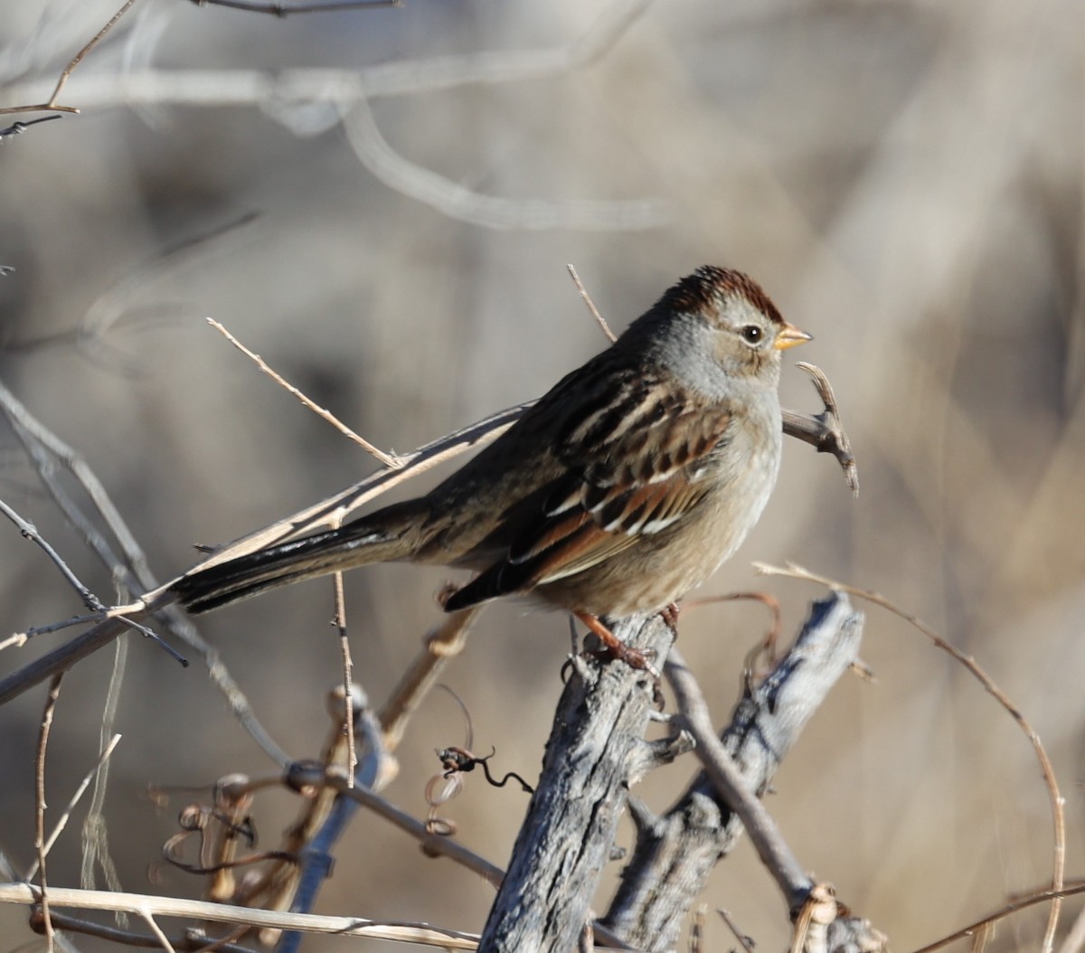 White-crowned Sparrow (Gambel's) - ML615100946
