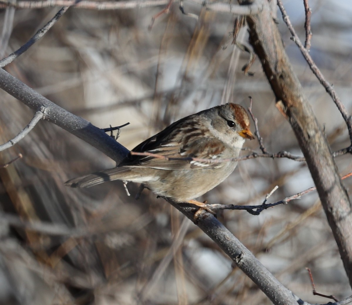 White-crowned Sparrow (Gambel's) - David Cunningham