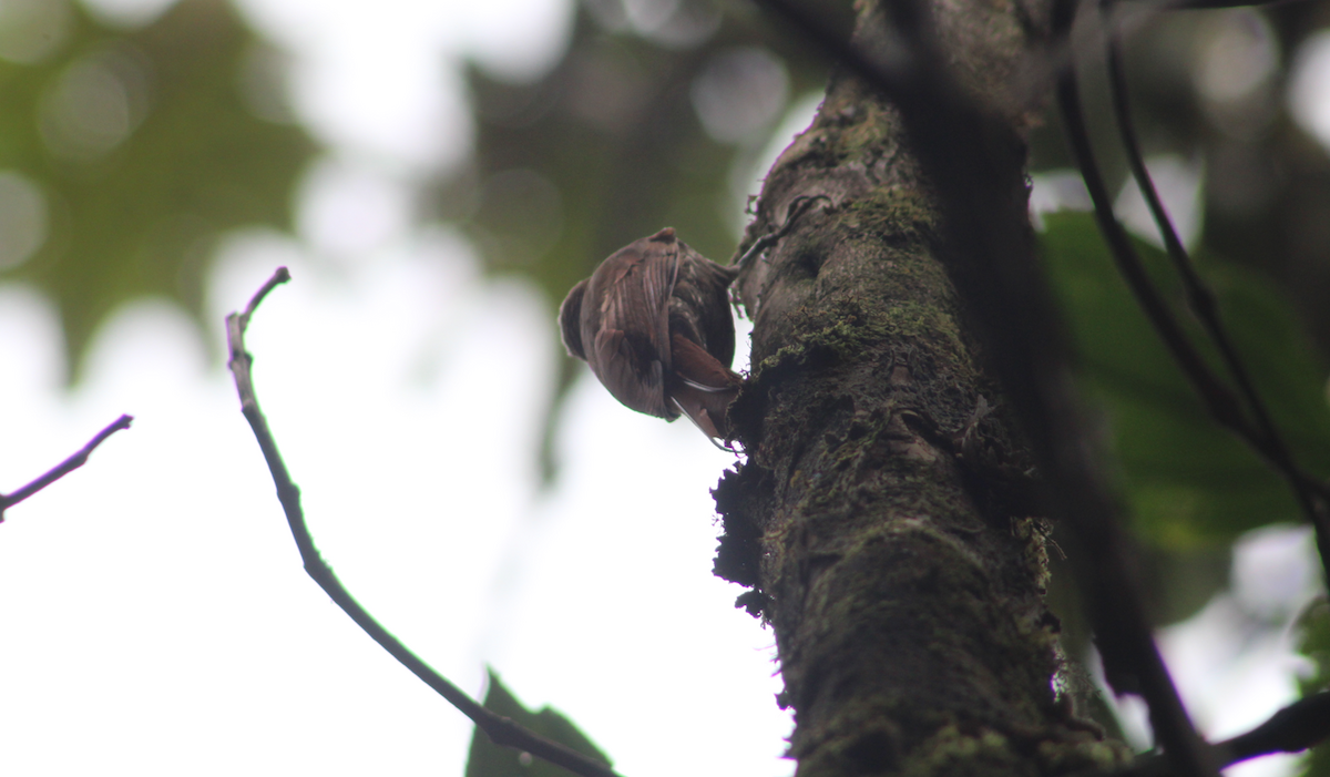 Montane Woodcreeper - Salvador Chicchon