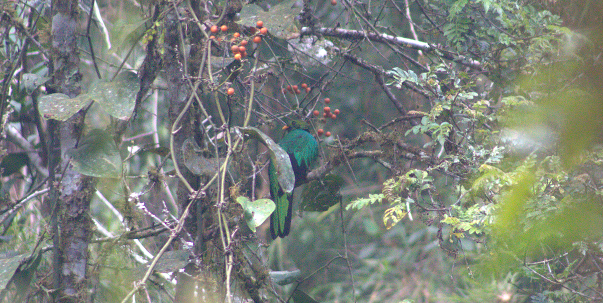 Quetzal Cabecidorado - ML615101046