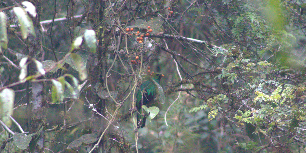 Quetzal Cabecidorado - ML615101058