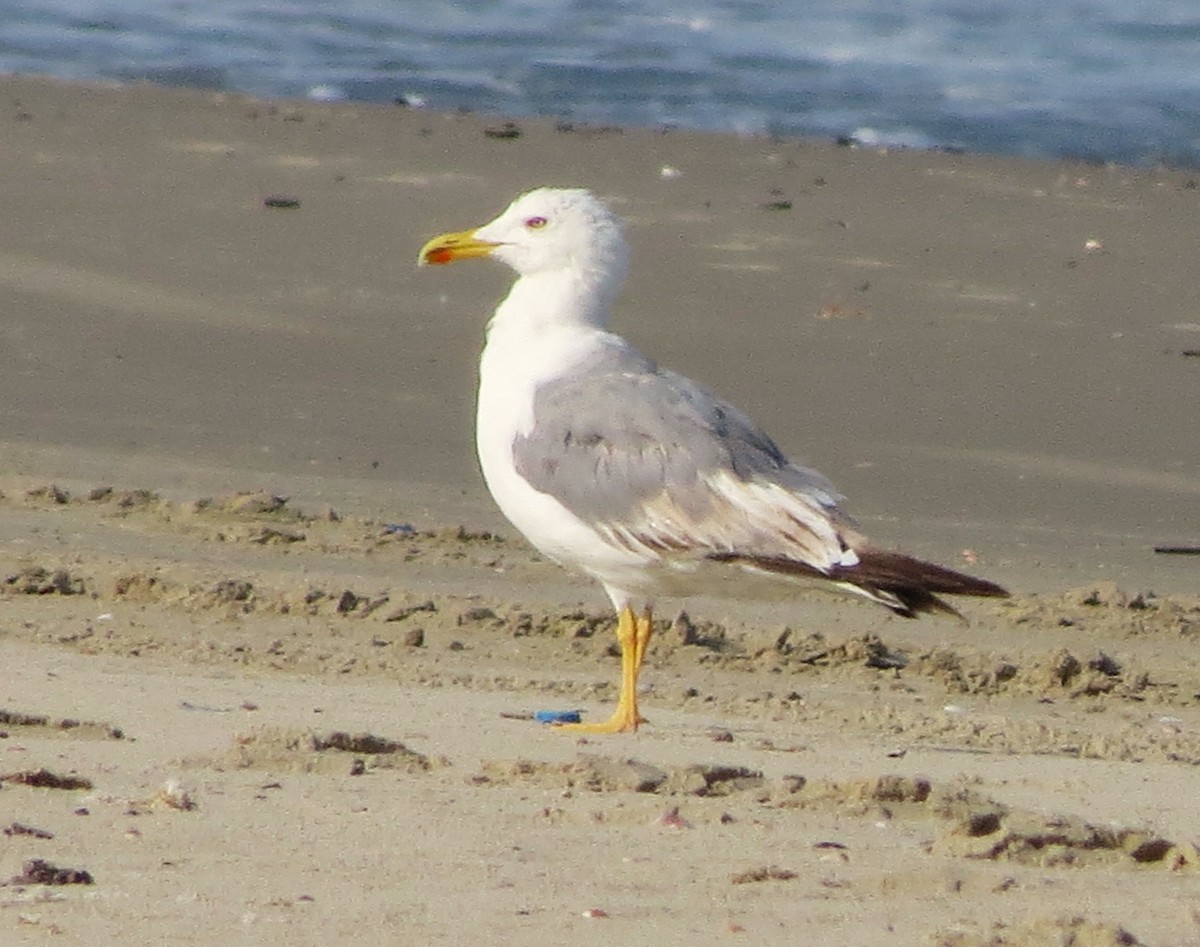 Yellow-legged Gull - Tuvia Kahn