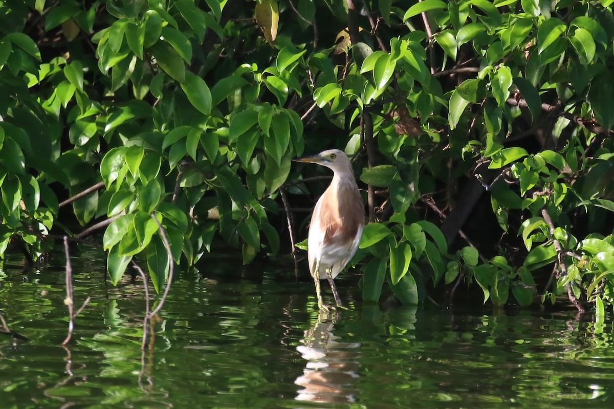 Javan Pond-Heron - ML615101590