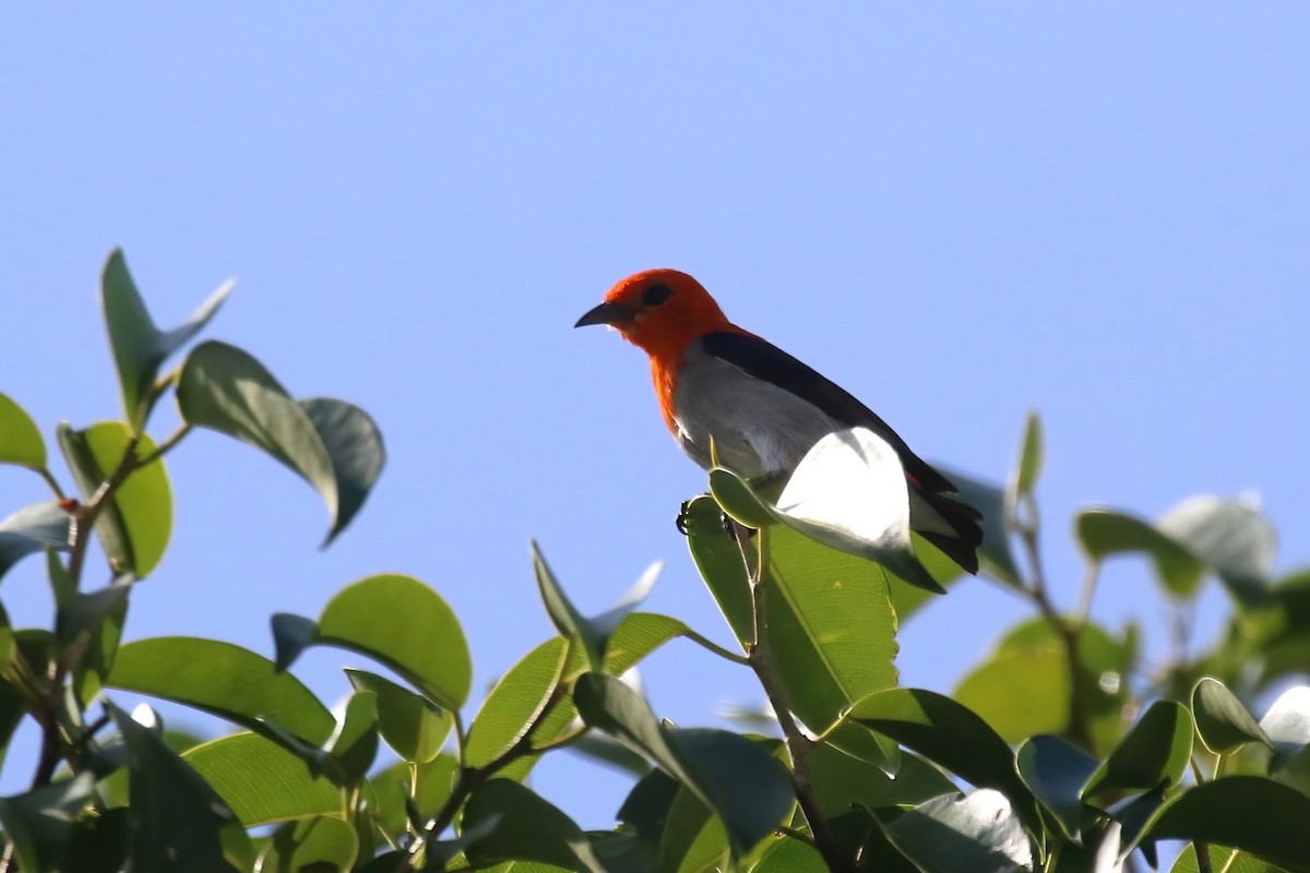 Scarlet-headed Flowerpecker - ML615101684