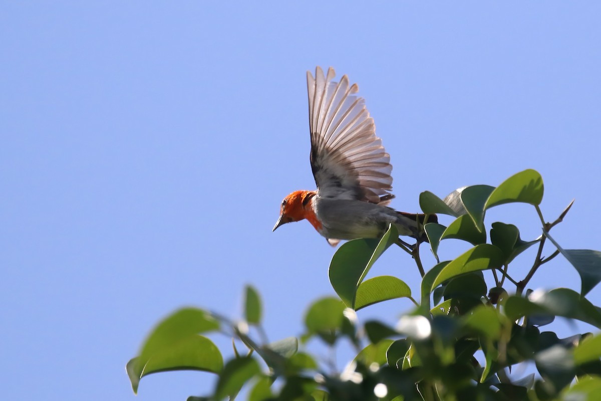 Scarlet-headed Flowerpecker - ML615101686