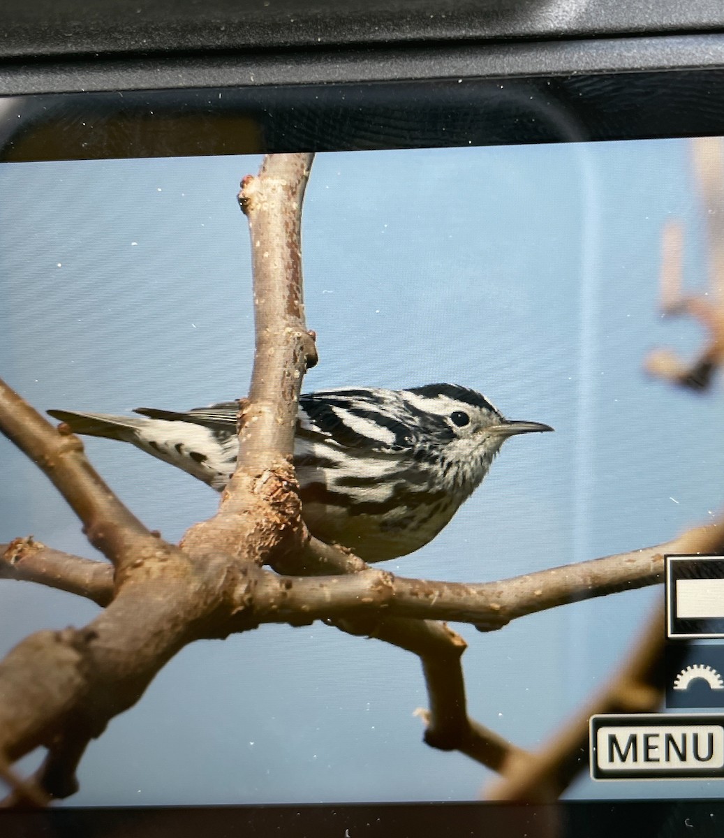 Black-and-white Warbler - ML615101725