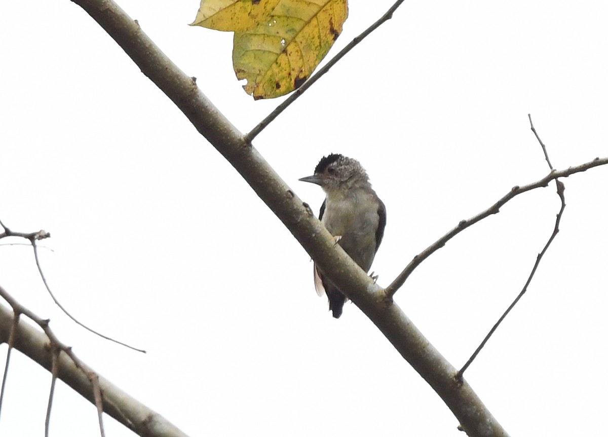 Plain-breasted Piculet - ML615101776