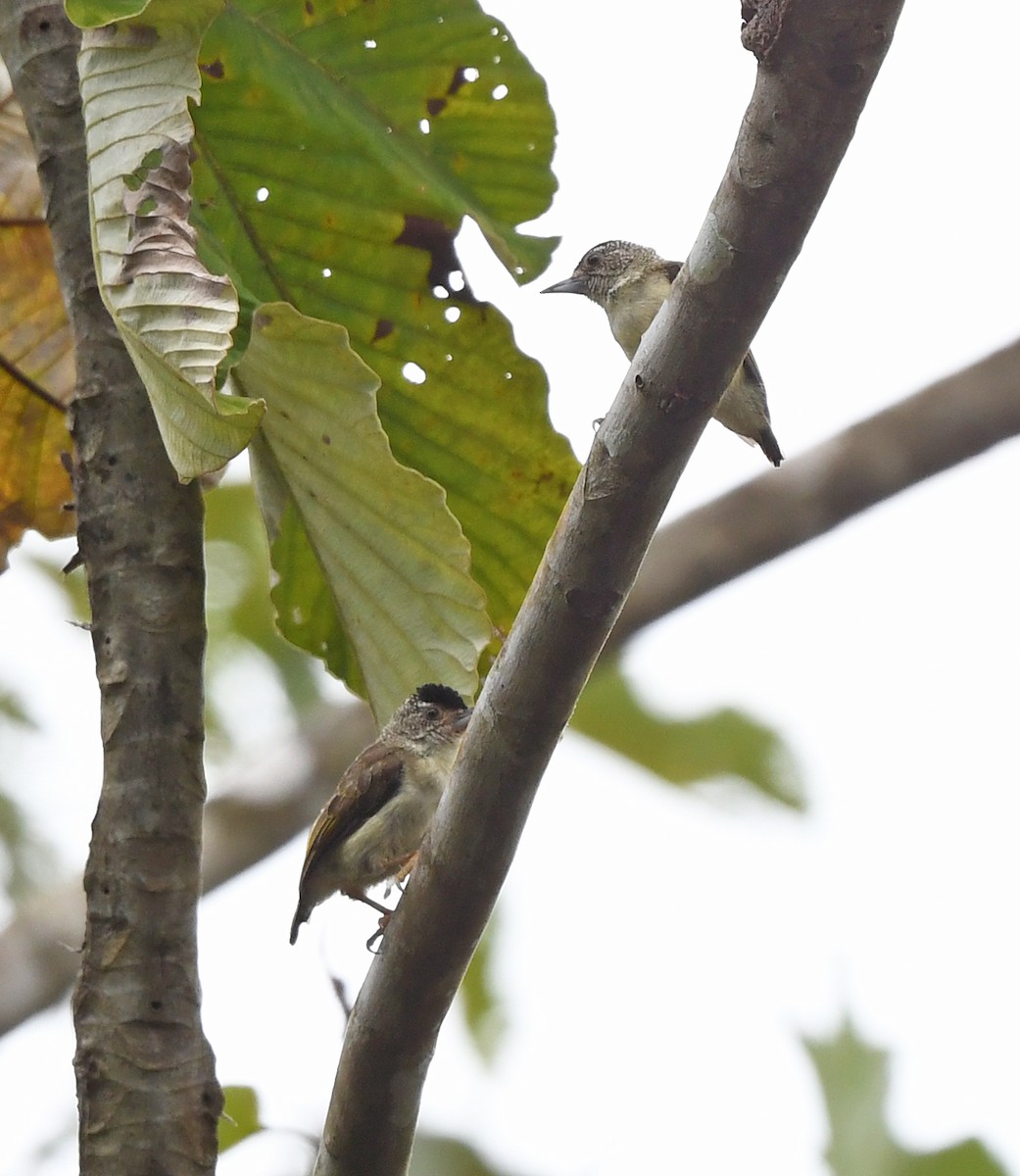Plain-breasted Piculet - ML615101777