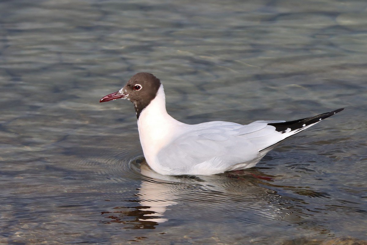 Black-headed Gull - ML615101781
