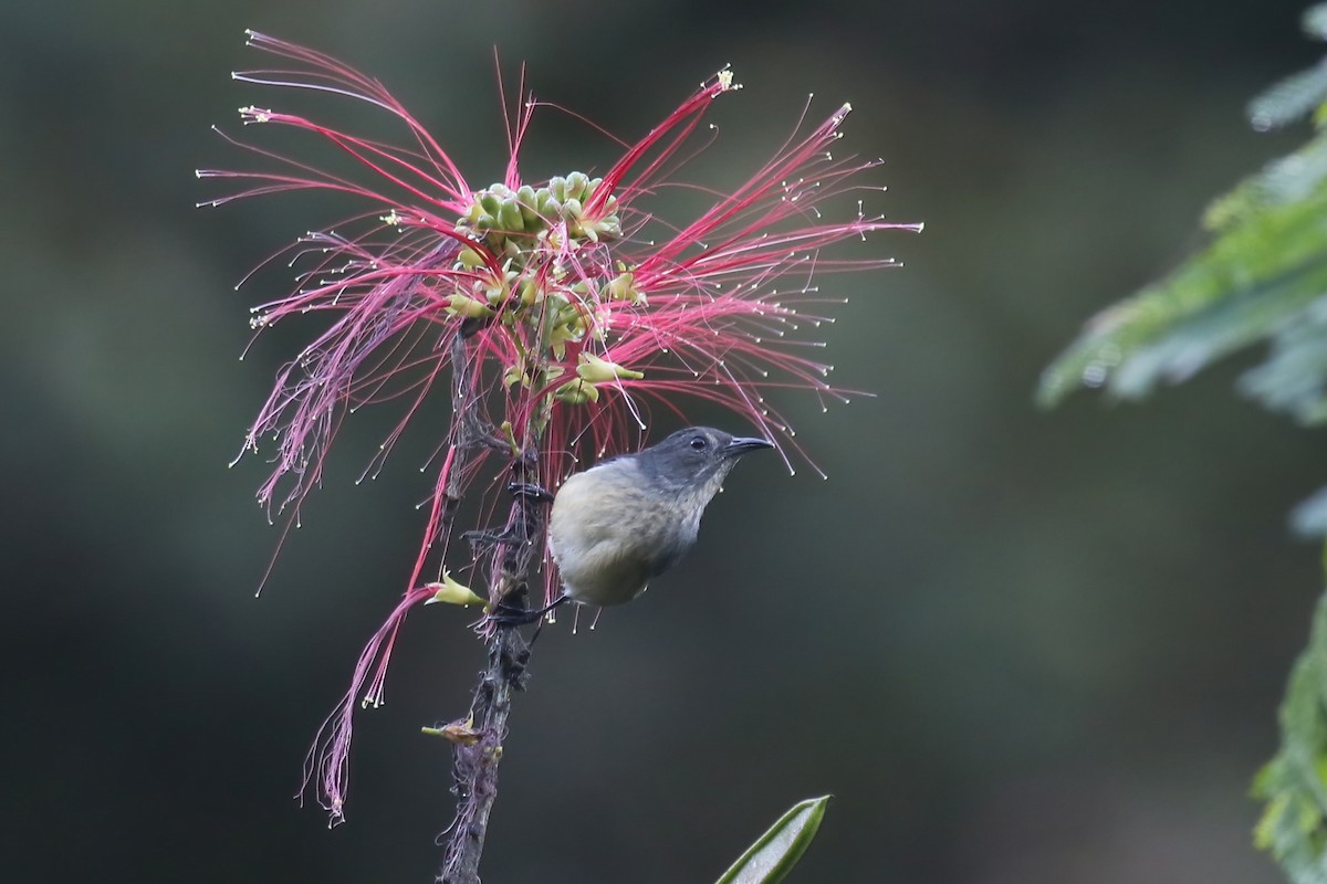 Blood-breasted Flowerpecker - Jildert Hijlkema