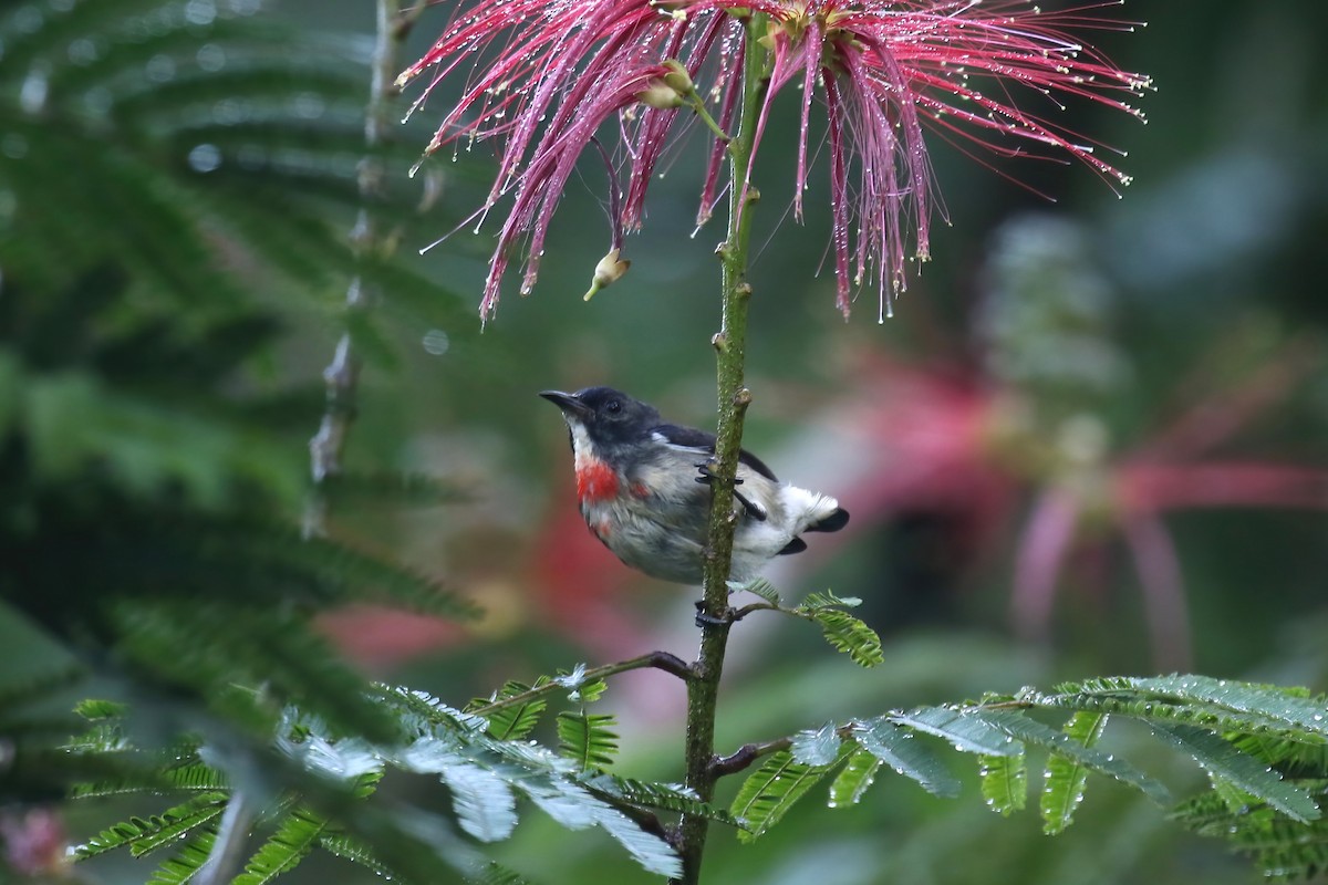 Blood-breasted Flowerpecker - ML615101891