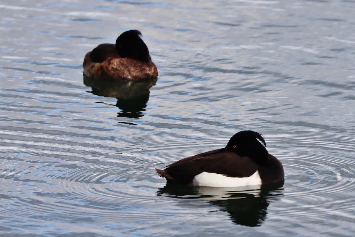 Tufted Duck - ML615101965