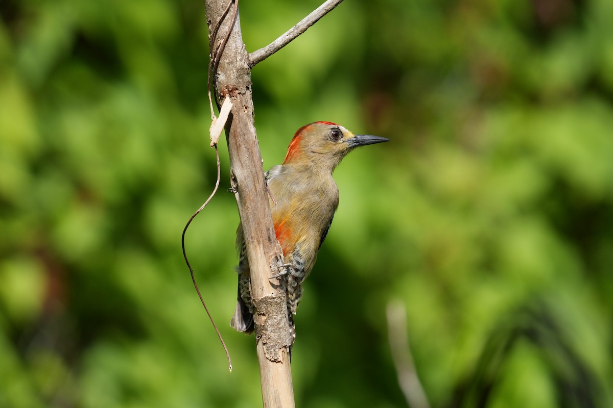 Red-crowned Woodpecker - ML615102026